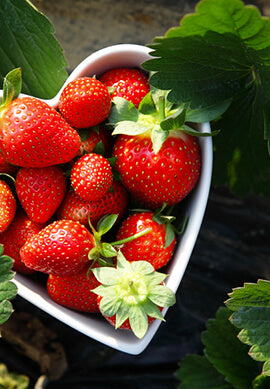 Organic & Biodynamic Wines at FreshDirect Wine & Spirits