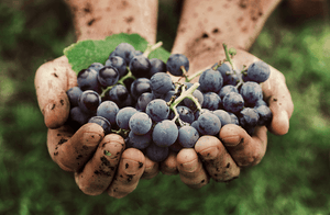 Organic & Biodynamic Wines at FreshDirect Wine & Spirits