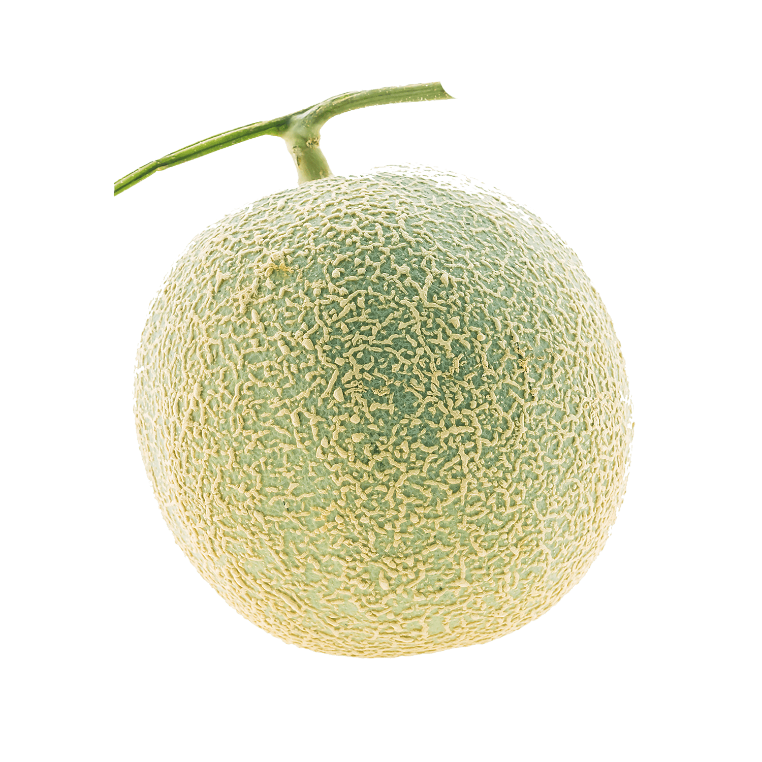 Melon